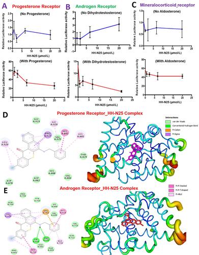 Figure 4 Effects of HH-N25 on hormonal signaling in breast cancer. Dose-dependent plot of the effects of HH-N25 on (A) the progesterone receptor (PR), (B) androgen receptor (AR), and (C) mineralocorticoid receptor (MR) signaling pathways in the absence (upper panel) and presence of the respective receptors. (D) Docking profiles of HH-N25 with the (D) progesterone receptor and (E) androgen receptor.