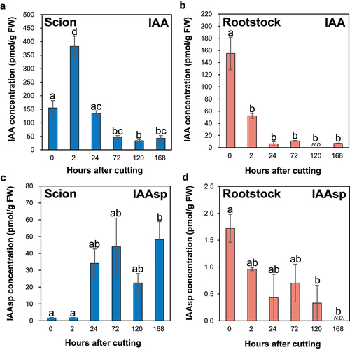 Figure 1. The auxin concentrations at the incision sites of the ungrafted scion and rootstock of N. benthamiana. The concentrations of the IAA (a,c) and IAAsp (b,d) at the incision sites of the ungrafted scion or rootstock. Blue and pink indicate ungrafted scion and rootstock, respectively. Different letters indicate significant differences according to the Tukey-Kramer test (p ≤ 0.05). Values are the means of four biological replicate samples, and error bars indicate the standard error of four biological replicate samples. N.D. indicates not detected.