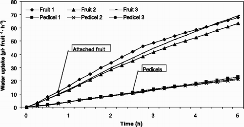 Fig. 2 Potometrically measured accumulated water uptake through sweet cherry fruit pedicels with and without fruits of ‘Merton Glory’ (1994) for 5 h.