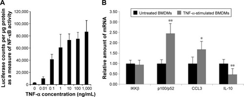 Figure 2 Activation of NF-κB in BMDMs by TNF-α.Notes: (A) Activation of NF-κB in BMDMs by TNF-α is dose dependent. (B) qRT-PCR of TNF-α-stimulated BMDMs and unstimulated BMDMs. Activation is confirmed by significant increase in CCL3 mRNA and significant decrease in IL-10 mRNA. Levels of p100/p52 mRNA significantly increase following 6 hours of TNF-α stimulation, but the amount of IKKβ mRNA does not significantly increase. *P<0.05, **P<0.005.Abbreviations: NF-κB, nuclear factor-kappaB; BMDM, bone marrow-derived macrophage; TNF-α, tumor necrosis factor-α; qRT-PCR, quantitative real-time polymerase chain reaction; mRNA, messenger RNA; IL-10, interleukin-10.