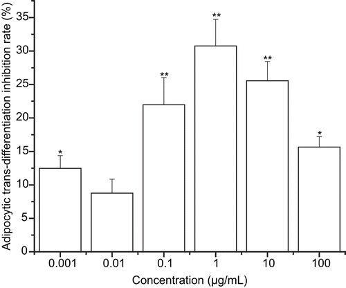 Figure 7.  Effect of WECML on the adipocytic trans-differentiation of OBs (*P <0.05, **P <0.01 versus control, n = 6). The OBs were plated in 48-well culture plates after being induced by adipogenic supplement (10 μg/mL insulin, 10−7 M dexthamethone) and treated with WECML at final concentrations of 0.001, 0.01, 0.1, 1, 10, and 100 μg/mL. The adipocytes from OBs were fixed in 4% formaldehyde, washed with water and stained with a 0.6% (w/v) oil red O solution (60% isopropanol, 40% water) for 15 min at room temperature. Then cell monolayers were washed extensively with water to remove unbound dye, isopropyl alcohol (1 mL) was added. After 5 min, the absorbance was measured by a spectrophotometer at 510 nm. The adipocytic trans-differentiation inhibition rate (%) was calculated according to the formula: (1-ODtreated/ODcontrol) × 100%.