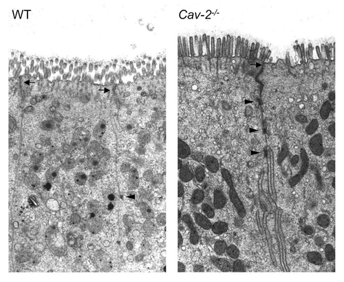 Figure 3 Ileum mucosal barrier in Cav-2-/- mice remains intact after LPS injection. Mice from each genotype were intraperitoneally injected with LPS (20 mg/kg). Instestine were processed for electron microscopy analysis. Despite increased permeability in the ileum of Cav-2-/- mice, tight junctions (arrows) and desmosomes (arrowheads) of these cells remained intact (arrows).