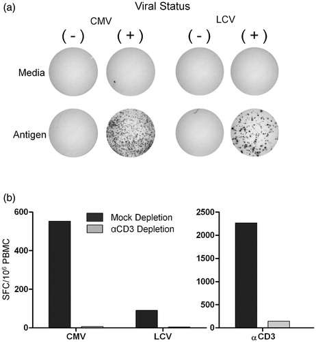Figure 1. Specificity of immune responses to CMV and LCV antigens as measured by IFN-γ ELISPOT. PBMC were stimulated with media alone, CMV antigen, LCV antigen, or stimulatory anti-CD3 (αCD3) antibody and IFN-γ producing cells were enumerated by ELISPOT assay. (a) PBMC from CMV and LCV seropositive (+) versus seronegative (−) rhesus monkeys were used as specificity controls for responses following stimulation with the relevant antigen. Images showing representative ELISPOT wells are shown. (b) T-cell contribution to IFN-γ production was determined using PBMC from cynomolgus monkeys that were T-cell depleted with αCD3 antibody (αCD3 Depletion) or mock depleted with an isotype matched control antibody (Mock Depletion) prior to seeding in the ELISPOT assay. PBMC seeding density was adjusted to account for CD3+ T-cell loss, so that equivalent numbers of non-T-cells were compared. The cells were stimulated with CMV, LCV, or αCD3 antibody. The numbers of spot-forming cells (SFC)/106 PBMC are shown. Data shown are representative of two independent experiments.