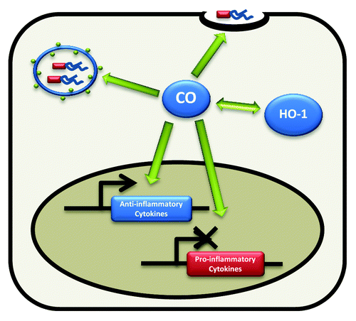 Figure 2. Functional consequences of HO-1 induction. CO is produced as a product of HO-1 metabolism of heme. The HO-1/CO pathway augments phagocytosis and bacterial killing while promoting anti-inflammatory cytokine expression.