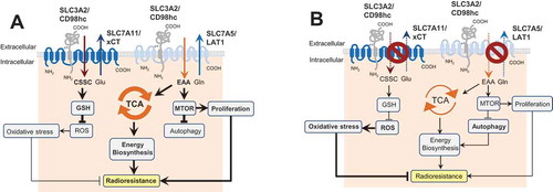 Figure 1. The role of SLC3A2 in regulation of autophagy activation and cell radiosensitivity. (A) In HNSCC cells, SLC3A2 and its light chain subunit SLC7A5 play an important role in transport of essential amino acids (EAA) such as histidine, isoleucine, leucine, methionine, valine, tryptophan, phenylalanine and threonine as well as conditionally essential ones such as cysteine and tyrosine. This amino acid transport is important for biosynthesis, energy production in the tricarboxylic acid cycle (TCA cycle), and activation of the MTOR signaling pathway. SLC3A2 is also associated with the cystine (CSSC) transporter SLC7A11 which is critical for synthesis of glutathione, one of the major scavengers of reactive oxygen species (ROS). (B) Blocking of the SLC3A2-dependent amino acid transport inhibits the MTOR pathway, downregulates the TCA cycle and restrains tumor cell proliferation. This results in the activation of autophagy as a pro-survival mechanism.