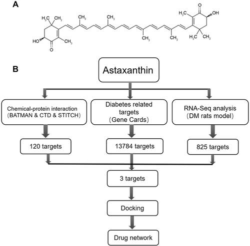Figure 1 (A) Chemical structure of Ast; (B) pipeline for identification of both predicted and detected Ast targets that integrate compound proteins, disease proteins, RNA-seq analysis, GO analysis, docking, and network construction.