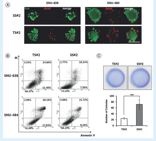 Figure 4.  Viability and colony-forming ability of single-cell-derived spheroid cells using SNU-638 and SNU-484 cells. (A) Selected fluorescence images of TS#2 and SS#2 cells. Live cells are green and dead cells are red (20x magnification, scale bar = 100 μm). (B) Representative data from an annexin-V/PI staining assay to assess apoptosis in parental and SS#2 cells. At least three independent experiments were performed, each obtaining similar results. Q3, normal; Q4, annexin V-positive (i.e., the early apoptotic population); Q1, PI positive; and Q2, annexin-V/PI positive (i.e., the late apoptotic population). (C) Representative photographs of colonies in soft agar in 60-mm dishes. Each number of colonies formed per well is presented as the mean of three replicates. Error bars represent standard deviation. **p < 0.01, compared with the parent group (n = 3).