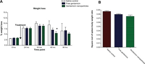 Figure 3 (A) Weight loss percentage levels for CD-1 mice treated with gentamicin-loaded nanoparticles, free gentamicin-treated groups, and saline-treated control group. (B) Square root of spleen to total body weight ratio of saline control, free gentamicin, and gentamicin nanoparticles at 48 hours.Notes: *P < 0.05; mean ± SEM, n = 4.