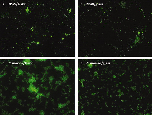 Figure 2. Epifluorescence micrographs showing a general view of biofilms formed from NSW (a and b) and from C. marina (c and d) on IS700 and glass stained with SYTO13® dye. Image size: 225 μm×170 μm.