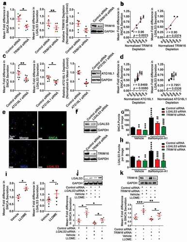 Figure 6. Neuronal Depletion of TRIM16 or ATG16L1 LGALS3 decreases SNCA and LGALS3 secretion. (A) Relative fold difference in SNCA (left) and LGALS3 (middle) in the cultured media of mDA neuronal cultures at 24 to 48 h post-transfection, relative depletion of TRIM16 (right), and representative KD (inset). Values were determined by ELISA and normalized to the mean of the control group (i.e. mean control). The different colors represent matched replicates. (B) A plot of the data shown in (A) illustrating the linear relationship between relative TRIM16 depletion (x-axis) and mean fold SNCA secretion (B, left, y-axis) or LGALS3 secretion (B, right, y-axis). (C) Relative fold difference in SNCA (left) and LGALS3 (middle) in the cultured media of mDA neuronal cultures at 48 to 72 h post-transfection, relative depletion of ATG16L1 (right), and representative KD (inset). (D) A plot of the data shown in (C) illustrating the linear relationship between relative ATG16L1 depletion (x-axis) and mean fold SNCA secretion (D, left, y-axis) or LGALS3 secretion (D, right, y-axis). (E) A representative z-stack from multiple z-stack MIPs of imaged mDA neurons’ cultured media. Cells were first transfected with siRNAs followed by either vehicle (0.1% DMSO) or Baf-A1 treatment 48 h post-transfection for 24 h. (F) A representative western blot that demonstrates successful depletion of LGALS3, TRIM16, or ATG7. (G, H) the Relative number of SNCA puncta (G) or LGALS3 puncta (H) from each image based on the same Imaris masking algorithm as a measure of relative differences between the conditions. Each data point is the mean of 20 images for each independent experiments. There were 4 independent experiments. (I-K) Relative fold difference in SNCA (I, left) and LGALS3 (I, right) in the cultured media of mDA cultures 4 h after vehicle (0.1% DMSO) or LLOME treatment measured by ELISA and normalized to the mean vehicle concentration. (J, K) Relative fold difference in SNCA from cultured media from either control and LGALS3 (J) or control and TRIM16 (K) siRNA transfected mDA neurons followed by 4 h of vehicle or LLOME treatment. Vehicle or LLOME treatment was performed 72 h post control or LGALS3 siRNA transfection, or 48 h post control or TRIM16 siRNA transfection. Representative mDA neuronal lysate western blots demonstrating successful knockdown of LGALS3 (J) or TRIM16 (K). A and C data are expressed as M ± SE, B and D data are expressed as M ± SD (A and B, n = 6 (left), n = 5 (middle), n = 6 (right); C and D, n = 8 (left), n = 7 (middle), control siRNA n = 6, ATG16L1 siRNA n = 8 (right), I, n = 4 (left), n = 6 (right), J and K, n = 5–6. Statistical significance was determined by evaluating Pearson’s r (B and D), ratio paired t-test (A, C, and I), a two-way ANOVA, with Sidak’s post hoc tests (G-H), or a one-way ANOVA with Dunnett’s post hoc tests (J-K) following natural log transformation to better account for the distribution of values < 1. (G-H) * indicates significance relative to control plus vehicle, # indicates significance relative to control plus Baf-A1. For all statistical tests *, **, ***, ****, or #, ##, ###, ####, p < 0.05, 0.01, 0.001, and 0.0001, respectively.