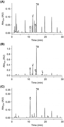Fig. 2. HPLC chromatograms of EtOAc extracts from ∆ralA cultures fed with 2.5 μM (A) and 200 μM ralfuranone I (6) (B) and MGRLS medium fed with 2.5 μM ralfuranone I (6) (C). The peaks of ralfuranones were marked with arrowheads.