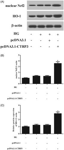 Figure 6. Effect of CTRP3 overexpression on Nrf2/HO-1 pathway in HG-stimulated ARPE-19 cells. (A) Western blot was used for the semi-quantitative assessment of the expressions of nuclear Nrf2 and HO-1. (B, C) The relative intensities of nuclear Nrf2 and HO-1 were determined. *p < .05 vs. HG + pcDNA3.1 group.