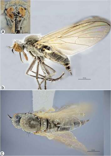 Figure 4. Rhamphomyia aquila sp. nov., female. (a) Head, frontal view; (b) habitus, lateral view; (c) habitus, dorsal view.