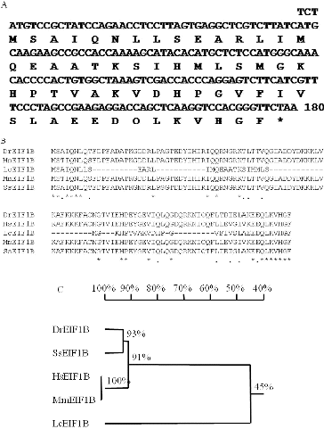 Figure 6. Bioinformatics analysis of L. chinensis eIF1B gene and protein.Note: (A) Nucleotide and deduced amino acid sequence of LceIFB. (B) Multiple sequence alignment among EIF1B protein sequences, including SsEIF1B (accession number: ACM09385) from S. salar, DrEIF1B (accession number: AAH67620) from D. rerio, HsEIF1B (accession number: AAH06996) from H. sapiens, MmEIF1B (accession number: NP081168) from M. musculus and LcEIF1B (accession number: ADN77997). (C) Phylogenetic tree analysis among these EIF1B protein sequences.