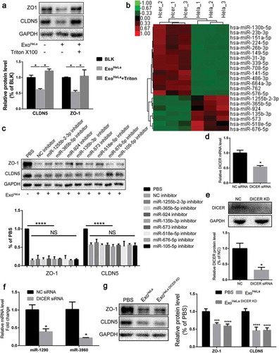 Figure 4. Exosomal microRNAs were not responsible for the ExoHeLa-induced down-regulation of TJ proteins. ExoHeLa was treated with or without triton X100 before being co-incubated with HUVECs for 48 hrs. (a) Protein levels of ZO-1 and CLDN5 of HUVECs were evaluated by western blot. (b) RNA was extracted from exoHeLa and exoHCEC, small RNAs were analysed, and the most abundant small RNAs were listed. (c) Based on the small RNA sequencing results, HUVECs were treated with corresponding microRNA inhibitors along with exoHeLa, then analysed by western blot for protein level of ZO-1 and CLDN5. Quantification of ZO-1 and CLDN5 expression were presented as the percentage of that of PBS group, and the data are shown in a bar graph. (d) Quantification of DICER mRNA in HeLa cells using real-time quantitative PCR after the cells were treated with small interference RNA to knocked down DICER mRNA, (e) Protein level of DICER was examined by western blot. (f) Exosomes secreted by HeLa cells and DICER knocked down (DICER KD) HeLa cells were collected, exosomal RNA was extracted from exoHeLa and exoHeLa DICER KD. MiR1290 and miR3960 levels were analysed by Real-time quantitative PCR. (g) After treated with exoHeLa and exoHeLa DICER KD for indicated duration, HUVECs were subjected to western blot analysis for ZO-1 and CLDN5 proteins. *P< 0.05, **P< 0.01, ***P< 0.001, ****P< 0.0001.