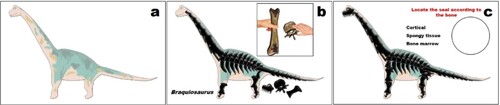 Figure 9. Card for the activity in which the participants place the parts of the skeleton of the Braquiosaurus on the drawing of the dinosaur and stamp the bone seals on the circle.