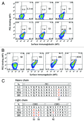 Figure 4. Isolation of temperature-dependent anti-PEG antibodies by mimicking the germinal center reaction. (A) 3.3/loxP-AID hybridoma cells were enriched for cells binding Alexa Fluor 647-PEG probes (y axis). Surface immunoglobulin was also detected using Alexa Fluor 405-conjugated goat anti-mouse IgG Fc antibody (x axis). The cells were cultured for 2 wk before approximately 3 × 107 cells were sorted each round (S0-S5). Results show binding of fluorescent-labeled PEG vs. surface Ig levels. (B) Binding of PEG-Alexa Fluor 647 to three hybridoma clones (1E3, 1E10 and 2B5) that were isolated from the hybridoma population after round 5 of selection (S5). (C) Amino acid sequences and alignment of immunoglobulin VH (upper panel) and VL (lower panel) gene sequences from 1E3, 1E10 and 2B5 antibodies in comparison to the parental 3.3 antibody. Antibody framework regions and CDRs were assigned according to the Kabat numbering systemCitation61 using the website http://www.bioinf.org.uk/abysis.