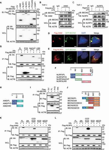 Figure 2. BECN2 interacts with inflammasome sensors through its CCDECD domain. (A) HEK293T cells were co-transfected with HA-tagged BECN2 and Flag-tagged EV, AIM2, NLRP1, NLRP3, NLRC4, PYCARD or CASP1. Cell lysates were immunoprecipitated with anti-Flag beads and immunoblotted using indicated antibodies. (B and C) THP-1 cells were left untreated or primed with LPS, then stimulated with poly(dA:dT) (1 μg/ml, 6 h) (B), or nigericin (1 μM, 6 h) (C). Cell lysates were immunoprecipitated using anti-NLRP3 or anti-AIM2 antibody and protein A/G beads and then immunoblotted using indicated antibodies. (D and E) HeLa cells co-transfected with GFP-BECN2 and Flag-AIM2 (D) or Flag-NLRP3 (E) were fixed and stained with anti-Flag antibody and the secondary antibody conjugated to Alexa Fluor 633. Colocalization was observed under confocal microscopy. Scale bar: 5 μm. (F) Schematic diagram of NLRP3 and domain truncation constructs. (G) HEK293T cells were co-transfected with Flag-tagged BECN2 and HA-tagged NLRP3 full-length or NLRP3 domain truncations. Cell lysates were immunoprecipitated with anti-Flag beads and immunoblotted using indicated antibodies. PYD, pyrin domain; LRR, leucine-rich repeat motif; NACHT, NOD or NBD-nucleotide-binding domain. (H) Schematic diagram of AIM2 and domain truncation constructs. (I) HEK293T cells were co-transfected with HA-tagged BECN2 and Flag-tagged AIM2 full-length or AIM2 domains, then immunoprecipitated using anti-Flag beads and immunoblotted using indicated antibodies. (J) Schematic diagram of BECN2 and domain truncation constructs. N, N-terminal domain; BH3 domain, BCL2 binding domain; CCD, central coiled-coil domain; and ECD, C-terminal evolutionarily conserved domain. (K and L) HA-tagged BECN2 full-length or domains were co-transfected with Flag-tagged AIM2 (K) or NLRP3 (L), followed by immunoprecipitation using anti-Flag beads and immunoblotted using indicated antibodies.