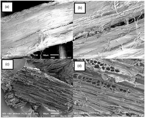 Figure 1. SEM images of (a) the raw material of Leucaena leucocephala at magnification 150x, (b) the raw material of Leucaena leucocephala at magnification 550x, (c) activated carbon at magnification 150x and (d) activated carbon at magnification 550x.