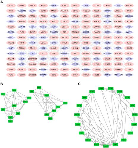 Figure 4 PPI network of DEGs and four cluster modules extracted by MCODE. (A) The interaction network between proteins coded by DEGs was comprised of 188 nodes and 391 edges. Red nodes represent upregulated genes, blue nodes represent downregulated. Two significant modules identified from the PPI network using the MCODE with a score>5.0. Cluster 1 (B) had the highest cluster score (score = 8.125, 17 nodes and 65 edges), followed by cluster 2 (C) (score = 5.778, 19 nodes and 52 edges). The nodes represented as ellipse (green) and edges as lines (gray).