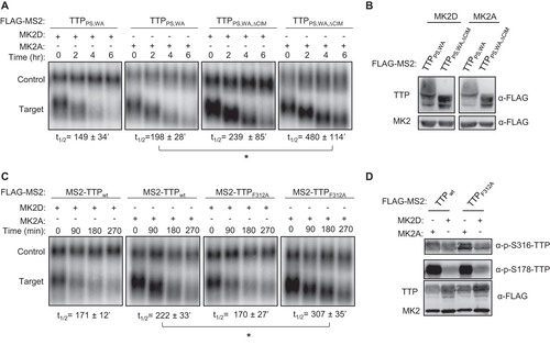 FIG 7 TTP activity is highly dependent on an intact CIM in the presence of MK2. (A, C) Representative Northern blots (n = 3) monitoring degradation of β-globin mRNA tethered to indicated MS2-TTP fusion proteins in the presence of constitutive active (MK2A) or catalytically dead (MK2D) MK2 kinase in HeLa tet-off cells. (B, D) Western blots monitoring expression levels of TTP fusion proteins in the experiments in panels A and C, respectively. *, p < 0.05; Student's two-tailed t-test.