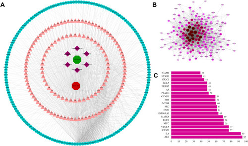 Figure 2 Networks for (A) XYS–IS interaction and (B) protein–protein interaction (PPI). (C) Hub genes of the PPI network.