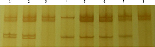Figure 2. Polymorphism of the exon 10 of PRLR gene in Lezhi black goats identified by using polymerase chain reaction-single strand conformational polymorphism (PCR-SSCP) analysis using primer 2. 1, 2: AB genotype; 3, 8: AA genotype; 4: CD genotype; 5–7: AD genotype.