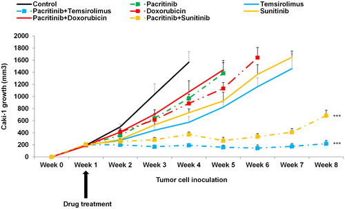 Figure 5. Pacritinib combined with sunitinib or temsirolimus is efficacious and synergistic in inhibiting Caki-1 growth in mice. In combination groups, both single drugs were administrated in half the volume. Mice with tumour size ∼1600 mm3 were euthanized. Mice SCID mice (n = 10 per group) were inoculated with Caki-1 cells. Tumour volume was measured at the indicated timepoints. Sunitinib at 40 mg/kg once daily; temsirolimus at 2 mg/kg once daily; pacritinib at 100 mg/kg once daily and doxorubicin at 5 mg/kg once weekly. ***, p < 0.001, compared to single drug alone.