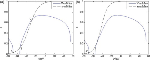 Figure 2. Intersection points of V-nullcline and n-nullcline in the V–n phase plane where IApp is zero. (a) The normal neuron model (from reference [Citation17]) and (b) the AD neuron model.