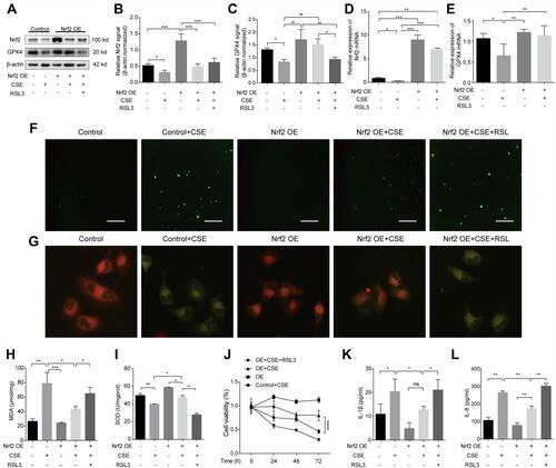 Figure 5 The Nrf2-GPX4 axis mitigates CSE-induced ferroptosis and the release of IL-1β and IL-8 in HBE cells. (A–L) HBE cells were transfected with Nrf2 overexpression vector (Nrf2 OE) or control vector. The OE and control groups were treated with 0% CSE or 5% CSE. Nrf2-overexpressing HBE cells were treated with 1 μmol/L RSL3 1 h before CSE exposure. (A and B) Nrf2 protein levels were detected by Western blot analysis and normalized to β-actin levels. (A and C) The protein expression of GPX4 was detected by Western blots and normalized to that of β-actin. (D) The mRNA level of Nrf2 was measured by RT-qPCR and normalized to that of GAPDH. (E) The mRNA level of GPX4 was measured by RT-qPCR and normalized to that of GAPDH. (F) Images of intracellular ROS stained by DCFH-DA were captured with a fluorescence microscope. Original magnification ×100. Bar: 200μm. (G) Representative images of C11BODIPY were captured with a fluorescence microscope in the green and red channels. An overlay of the green and red channels is shown. Original magnification ×400. (H) MDA and (I) SOD levels in each group. (J) Cell viability of each group was analyzed by the CCK-8 assay, and all values were normalized to those of the control group. (K) ELISAs of IL-1β and (L) IL-8 levels are shown in the supernatant of each group. The results are presented as the means ± S.E.M. for three independent experiments. *P<0.05; **P < 0.01; ***P < 0.001; ****P < 0.0001; ns: P>0.05.