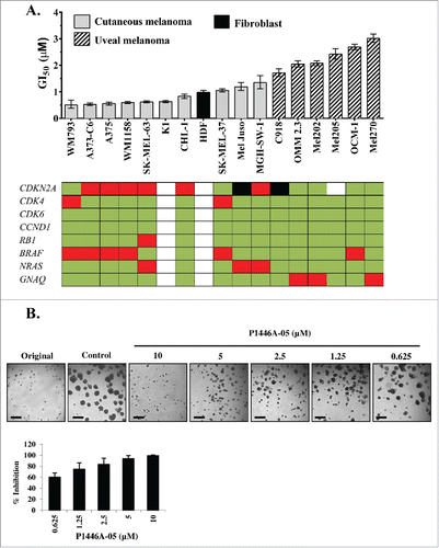 Figure 1. P1446A-05 strongly reduces proliferation of human melanoma cell lines in 2D and 3D culture. (A) P1446A-05 exhibits antiproliferative effects across different melanoma genotypes and phenotypes. Sensitivity ranking placed cutaneous melanoma lines ahead of uveal melanoma lines. Cells were incubated with a range of P1446A-05 concentrations for 72 hours, and cell viability was analyzed using the CellTiter-Glo luminescence assay. GI50 values were calculated using nonlinear regression curve fit in GraphPad Prism 6 (error bars show 95% CI). (B) Escalating doses of P1446A-05 demonstrate strong inhibition of 3D melanoma spheroids. Mel Juso cells were cultured as spheroids in matrigel and micrographs were taken after 72 hours of drug treatment. Representative images are shown; scale bars represent 50 µm in spheroid images. Analysis of spheroid size was used to calculate % inhibition relative to control.