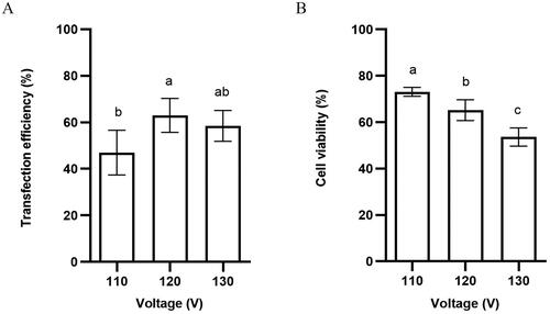 Figure 3. (A) Transfection efficiency and (B) cell viability of horse skeletal muscle satellite cells using different voltages. Values with superscript letters a, b, and c are significantly different between the two groups (p < 0.05).