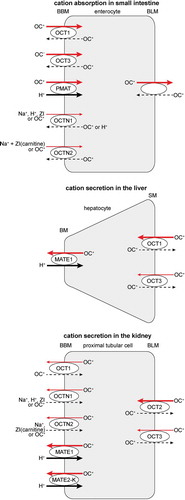 Figure 1. OCTs in small intestinal enterocytes, hepatocytes, and renal proximal tubular cells. Translocation of organic cations by OCTs during intestinal absorption, uptake into hepatocytes and renal secretion is indicated by red arrows. Obligatory exchange of protons is indicated in solid lined arrows. Translocation of organic cations, Na+ or zwitterions that can occur in exchange to transport of organic cations is depicted in dashed arrows. OC+ organic cation, ZI zwitterion