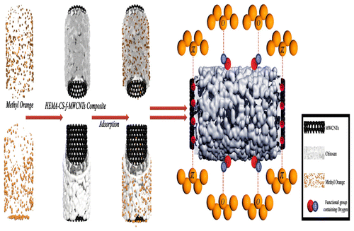 Scheme 3 Adsorption schematic diagram of MO on pHEMA-CS-f-MWCNTsCitation142