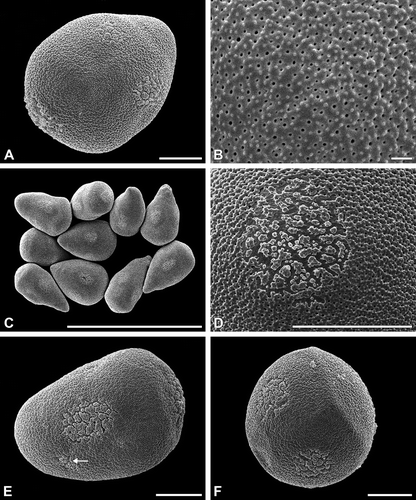 Figure 1. A–F. (SEM). A, B. Carex remota: A. Pseudomonad, equatorial view; B. Sexine ornamentation microechinate and perforate. C, D. Carex flacca: C. Pseudomonads in hydrated state with different dimensions and profiles, note especially the variable shape of the narrow (proximal) apices; D. Poroid with circular outline. E, F. Carex montana: E. Pseudomonad, equatorial view, note the oval outline of the large equatorial poroid, whereas the inconspicuous poroid (arrow) is much smaller and circular; F. Pseudomonad, proximal polar view. Scale bars – 10 μm (A, D–F); 1 μm (B); 100 μm (C).