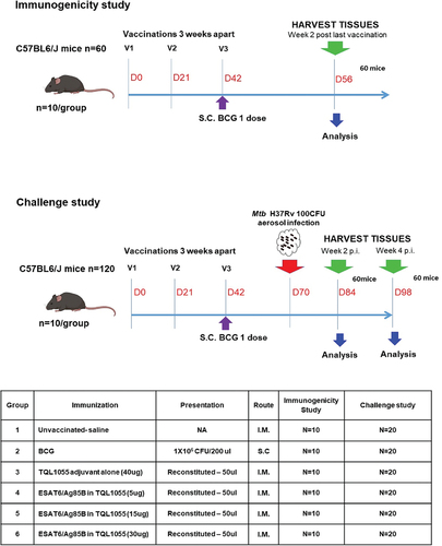 Figure 1. Experimental scheme for immunogenicity and Mtb challenge studies : C57BL/6J mice (n = 10 individual mice per group) for immunogenicity (day 14 post final vaccination dose) and challenge studies (day 14 and 28 post Mtb challenge following vaccinations) was carried out. Mice were vaccinated intramuscularly with the SA-TB vaccines [ESAT-6 1 µg, Ag85B 1ug with TQL1055 (5ug or 15 µg or 30 µg) in 50 µl], or adjuvant alone (TQL1055 40 µg), intramuscularly (in three doses at three week intervals). The positive controls were administered BCG vaccine subcutaneously once (1×106 CFU/200 µl). The unvaccinated group received 50 µl of PBS. The mice were then subjected to the immunogenicity or challenge study.