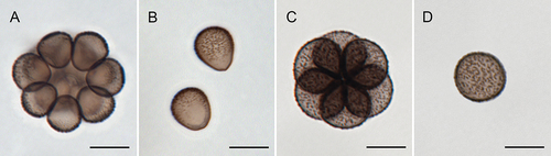 Figure 4. Diachea koazei. A Clustered spores (TNS-M R: 925). B. Individual spores (TNS-M R: 926). C–D. Diachea mitchellii (holotype; Lado 21834, MA-Fungi 91212). C. Clustered spores. D. Individual spores. Bars: A–D = 10 µm.