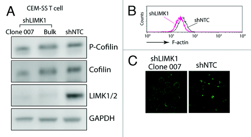 Figure 1. Involvement of LIMK1 in actin polarization in human CD4 T cells. (A) shRNA-mediated LIMK1 knockdown in CEM-SS T cells. Cells carrying stable LIMK1 knockdown or shNTC (a control shRNA against no human genes) were selected in puromycin and analyzed by western blot using antibodies against human phospho-cofilin, cofilin, LIMK1/2 or GAPDH (Bulk, bulk cell populations; clone 007, a derived LIMK1 knockdown cell clone). (B and C) LIMK1 knockdown decreases F-actin in clone 007. The decreases of F-actin in the knockdown cells were measured by FITC-phalloidin staining and flow cytometry (B) or by confocal microscopy imaging (C).