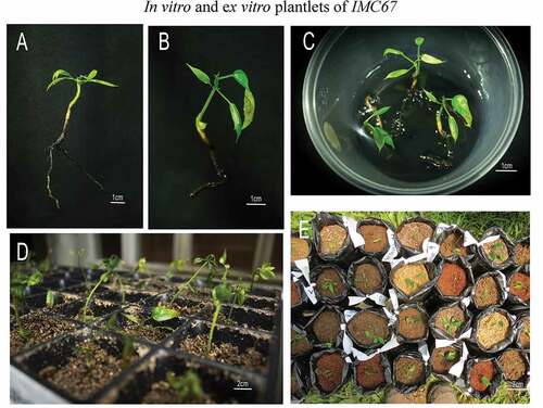 Figure 10. Complete IMC67 plantlets to be transferred to ex vitro conditions (a and b), Elongating and developing plantlets in a maturation medium (c), Plantlets in nurseries during the first days of acclimation (d) and plants transferred in growth bags for preliminary substrate evaluation in the ex vitro adaptation of nursery conditions (e).