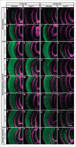 Figure 3. Expression of phototransduction proteins in the hazy mutant retina. Head sections were taken of control and hazyhazy flies, and stained with antibodies against different phototransduction proteins (green) and with Hoechst (used to label cell nuclei, magenta). (A-P) One group of flies was dissected on the day they eclosed. At this age we did not detect neither Rh6 (I) nor Trpl (J) in the retina of hazy mutants, but most of the phototransduction proteins that we tested were correctly expressed: Rh1 (K), Gαq (L), NorpA (M), Trp (N), InaD (O) and Arr1 (P). (a-p) A second group of flies were dissected 10 d after eclosion. Neither Rh6 (i) nor Trpl (j) were expressed in the retina of these older hazy mutants, and most phototransduction proteins showed decreased expression levels: Rh1 (k), Gαq (l), NorpA (m), Trp (n) and InaD (o). Only Arr1 (p) expression did not seem reduced over time in the hazy mutant retina. Scale bars represent 50 µm.