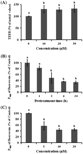 Fig. 2. Effect of TF3′G on intestinal barrier function in Caco-2 cells.Note: (A) Effect of TF3′G concentration on the TEER value. Caco-2 cells were pretreated with either 10, 20, or 50 μM TF3′G for 24 h. (B) Time-dependent effect of TF3′G on fluorescein transport. Caco-2 cells were pretreated with or without 20 μM TF3′G. (C) Concentration-dependent effect of TF3′G on fluorescein transport. Caco-2 cells were incubated for 3 h. Values are expressed as the mean ± SEM (n = 3–5). Different letters represent the statistical differences at p < 0.05 among the groups by the Tukey-Kramer’s t-test.