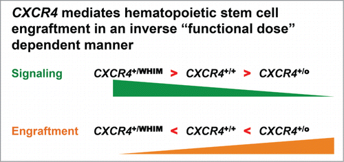 Figure 2. Based on the patient described in this article, WHIM-09, and subsequent mechanistic murine bone marrow transplantation experiments, we have demonstrated an inverse correlation between CXCR4 signaling and bone marrow engraftment potential.