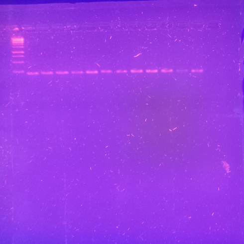 Figure 6 PCR amplification with IntI1 primers. Positive amplification was observed for three isolates of E. coli, K.) pneumoniae, and P. aeruginosa. Lane 1, 1 kb DNA ladder (Thermo Fisher Scientific); lanes 2–5, PCR amplification with E. coli strains (HIC, H2D, M2B, R1B); lanes 6–8, PCR amplification with K. pneumoniae strains (H1E, H3C, P1D); lanes 8–10, PCR amplification with P. aeruginosa strains (H2A, H3B, R1A); lanes 11–12, PCR amplification with A. baumanii strains (H2K, M2D).