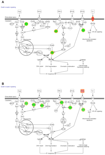 Figure S2 The canonical network associated with the genes involved in death receptor signalling mediated by (A) EGCG, (B) p53siRNA, and (C) p53+EGCG.