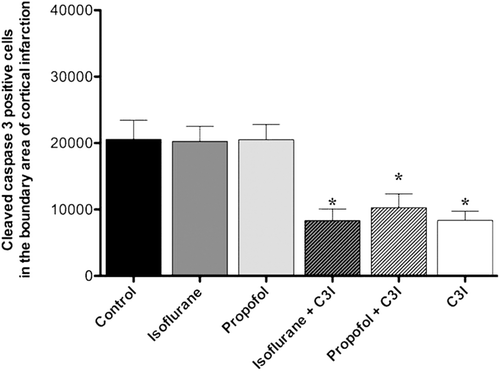 Figure 5.  Estimated total number of cleaved caspase-3 positive cells in the boundary area of cortical infarction. The number of cleaved caspase-3 positive cells was significantly decreased in the animals that received isoflurane+ C3I, propofol + C3I and C3I alone as compared to the control group. Data are presented as mean ± SEM. *p < 0.05 versus control group. C3I: Caspase-3 inhibitor.