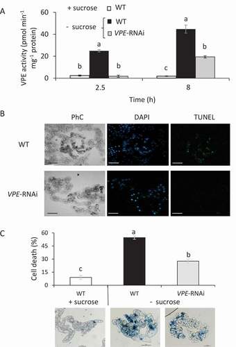 Figure 2. Silencing VPE activity in BY-2 cells decreases PCD under carbon starvation. (A) VPE activity in VPE-RNAi-transgenic BY-2 cells was compared to that in WT cells in the presence (+) or absence (-) of sucrose. Ac-ESEN-MCA was used as the VPE-specific substrate. (B) Cells subjected to 24 h of carbon starvation were counterstained in situ with DAPI to label nuclei (blue), followed by TUNEL reagents to detect DNA fragmentation (green). Corresponding phase contrast (PhC) images of the cells are also shown. Bars: 100 μm. (C) Quantification of non-viable cells. Six-day-old tobacco BY-2 WT and VPE-RNAi cells were subjected to 24 h of carbon starvation (- sucrose) and stained with Evans blue. The percentage of dead cells was calculated using ImageJ software. Data are mean ± SE of three repeats, each with 100 cells. Different letters represent significant differences between genotypes at different time points (P < 0.005) analyzed by ANOVA followed by Tukey–Kramer HSD test. Representative images of each treatment are shown at the bottom of the figure. Bars: 100 μm