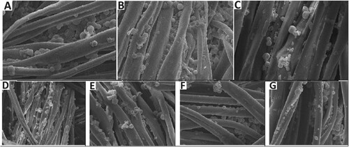 Figure 15. SEM images of microencapsules fixed on cotton at different binders and temperatures (A: binder free at 110°C; B: BTCA at 110°C; C: BTCA at 150°C; D: SA at 110°C; E: SA at at 150°C; F: CA at 110°C; G: CA at at 150°C).
