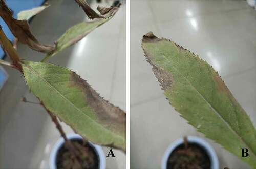 Fig. 5 P. xanthii infected I. balsamina and signs of powdery mildew 10-days post inoculation.