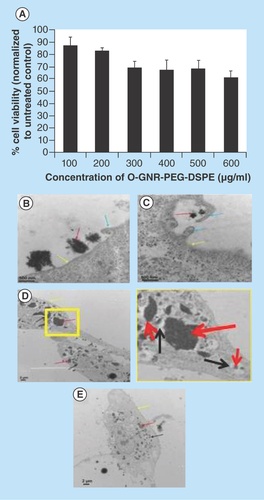 Figure 6.  Effect of O-GNR-PEG-DSPE on endothelial cells.O-GNR-PEG-DSPE: Graphene nanoribbon, 1, 2-distearoyl-sn-glycero-3-phosphoethanolamine-N (amino [polyethylene glycol]).