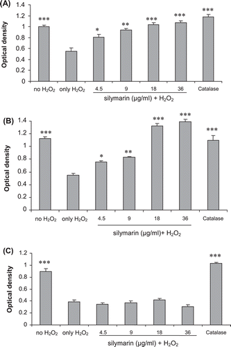 Figure 2.  Effect of silymarin on hydrogen peroxide-induced damage in fibroblasts using different treatment regimens. (A) Pretreatment only. Fibroblasts were incubated with various concentrations of silymarin overnight before exposure to hydrogen peroxide without silymarin for 3 h. (B) Fibroblasts were pretreated with silymarin overnight and then exposed to hydrogen peroxide and silymarin for 3 h. (C) Fibroblasts were incubated with silymarin and hydrogen peroxide simultaneously for 3 h. The data are expressed as mean ± SE of three separate experiments. Treated cells were compared with cells exposed only to hydrogen peroxide. *p < 0.0.05, **p < 0.01, ***p < 0.001.